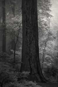 Among Giants IV jpg